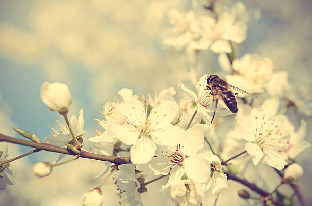 detalhe de fotografia de uma abelha na flor de cerejeira - awe fly flower pollen - fotografias e filmes do acervo