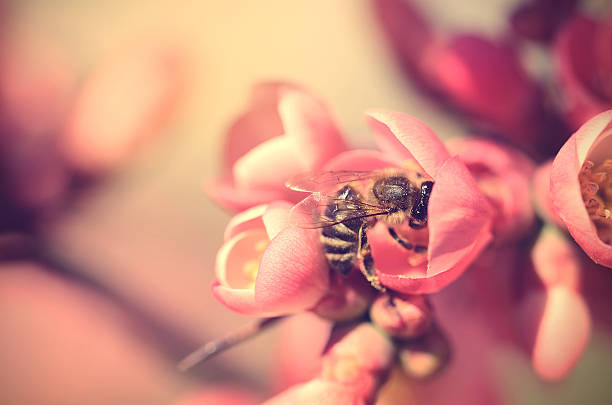 detalhe de fotografia de uma abelha na flor vermelha - awe fly flower pollen - fotografias e filmes do acervo