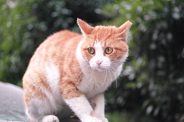 gatto spaventato - nature dog alertness animal foto e immagini stock