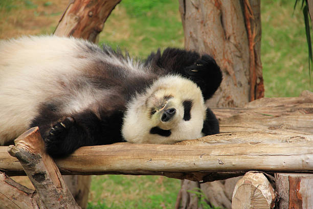 panda - panda outdoors horizontal chengdu foto e immagini stock