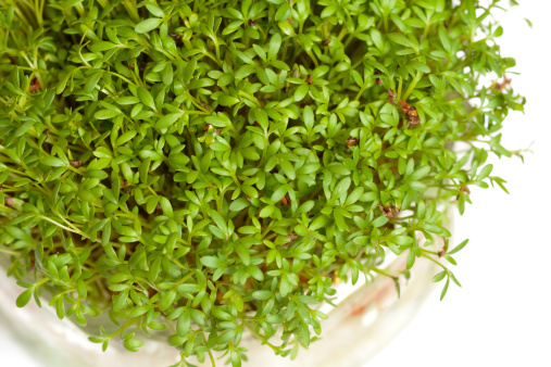 Cress on a white background
