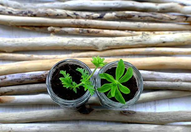 Jars with herbage