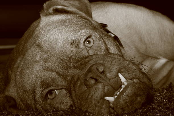 istock Mastiff of Bordeaux 489486889