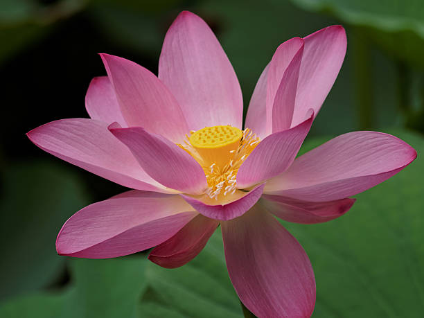 istock Beautiful pink lotus flowers. 489487094