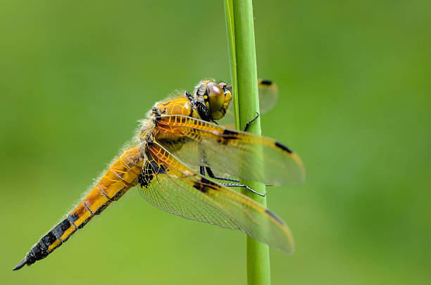 Four-spotted Chaser (Libellula quadrimaculata) 스톡 사진