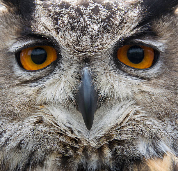istock close up of hawk owl face 489487419