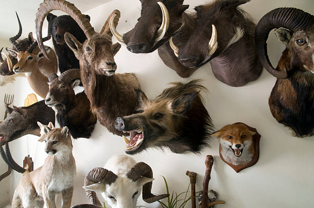 Taxidermy trophy room stock photo