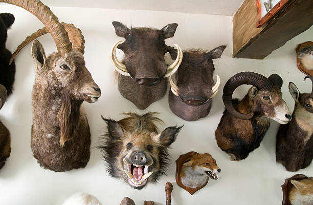 Taxidermy trophy room Taxidermy trophy room displaying mounted heads taxidermy cat stock pictures, royalty-free photos & images