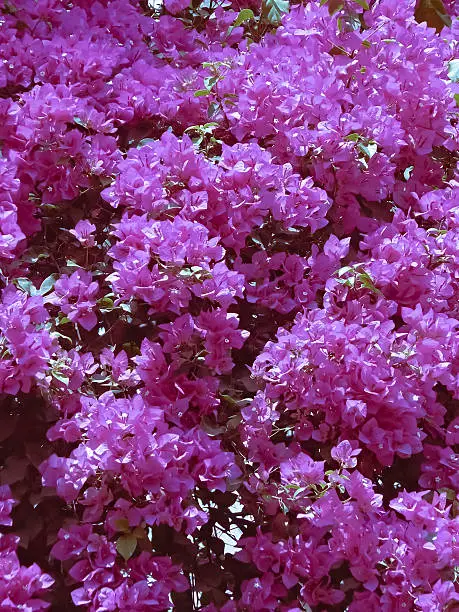 Photo of Bouganvilla, Bougainvillea, Nyctaginaceae, India