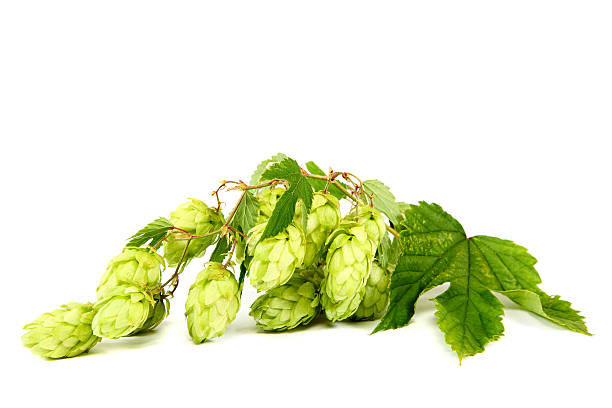 istock Branch of hops isolated on a white background. 489488345