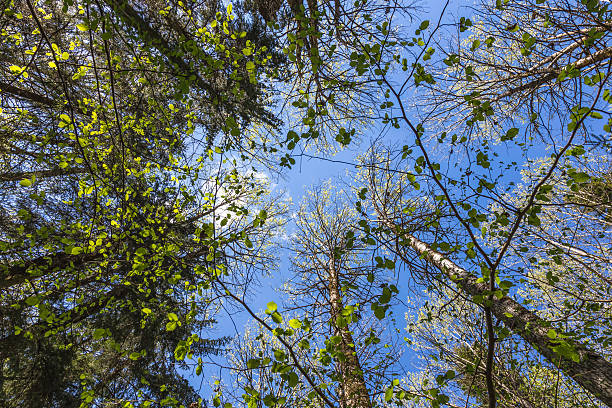 istock Looking up to the sky in forest 489488781