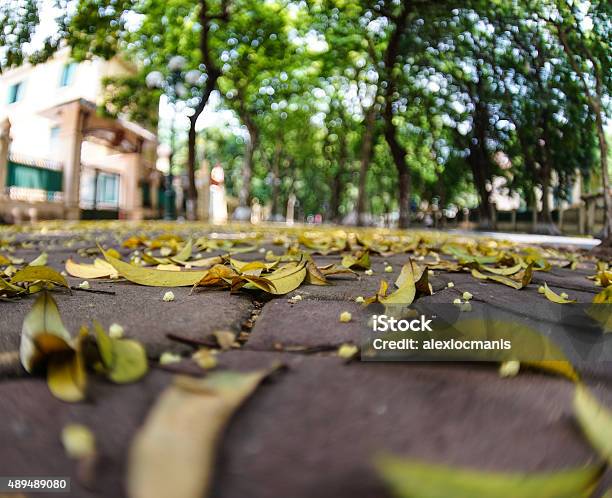 Falling Leaves On Phan Dinh Phung Street Hanoi Vietnam Stock Photo - Download Image Now