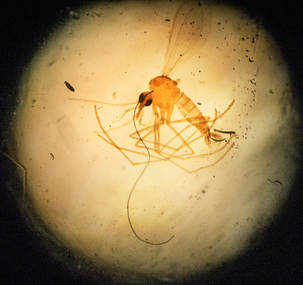 Mosquito malaria under microscope