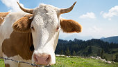 kuh-auf-die-berge.jpg?b=1&s=170x170&k=20&c=m-SeKAnfcMJmCWUBiV63a8QBEmSNUXZjkRGVoHhjOpg=
