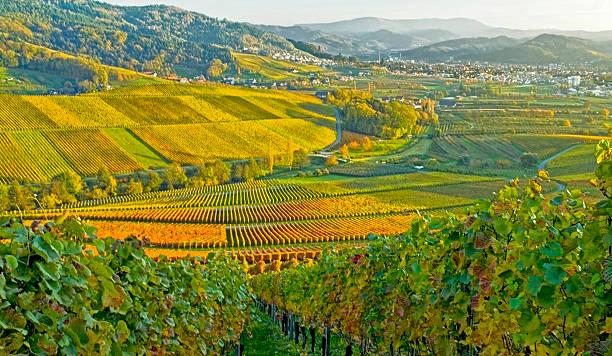 istock autumnal vineyards in the Black Forest 489490094