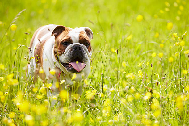 bulldog inglese nel campo di fiori estivi giallo - english bulldog foto e immagini stock