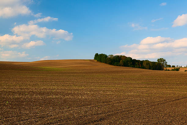 istock Island of trees in the middle field 489491402