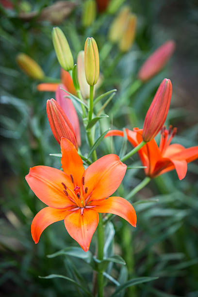 istock Beautiful orange lilies flowers. 489514900