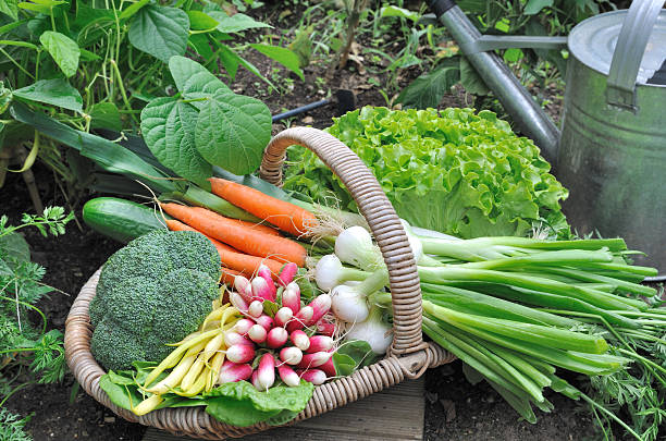 istock fresh vegetables in garden 489515400