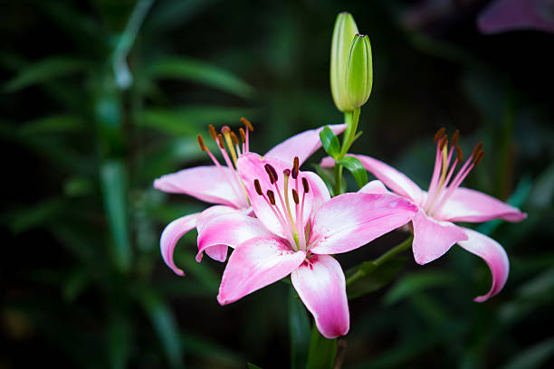istock Beautiful pink lilies flowers. 489515964