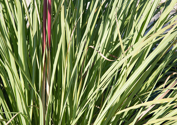 istock Tall Sunlit Green Grasses 489516028