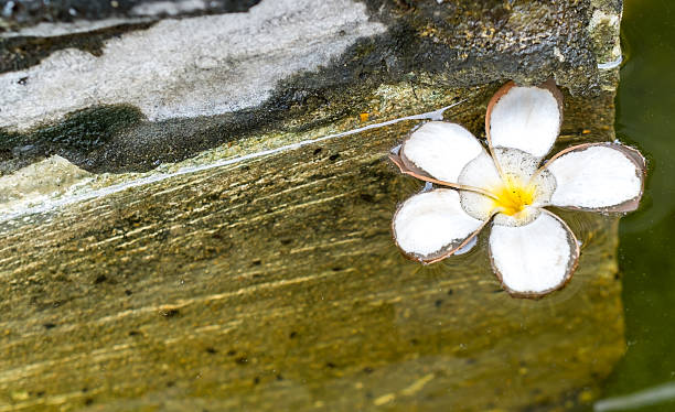 푸루메리아 꽃 용수, plumeria 꽃 - waterbased 뉴스 사진 이미지