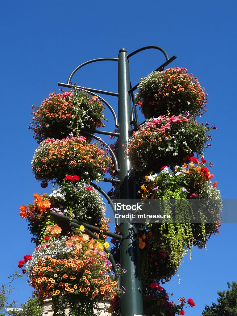 Hình Ảnh Cột Với Nhiều Giỏ Treo Mùa Hè Hoa Theo Dõi Hình ảnh Sẵn ...