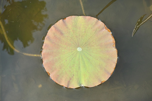 Fresh lotus leaf in pond