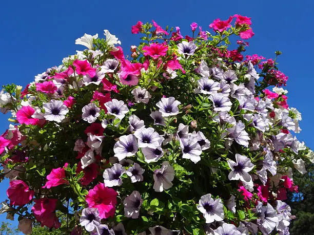 Photo showing a hanging basket that has been planted with a mixture of pink, white and purple cascading petunia flowers.  Trailing summer bedding plants are often used in this way, although to keep them healthy and blooming well, they require copious amounts of water and fertiliser.