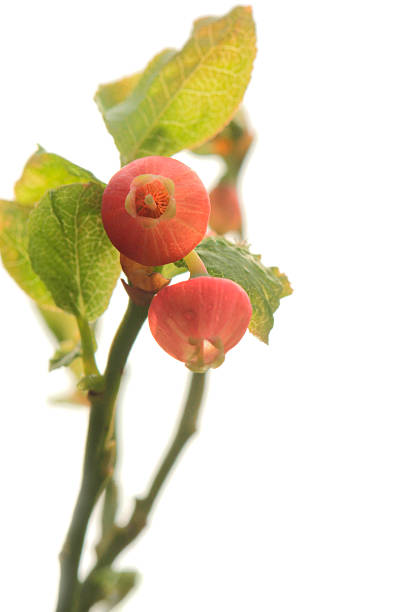 istock Vaccinium myrtillus - bilberry, blueberry - in bloom 489519408
