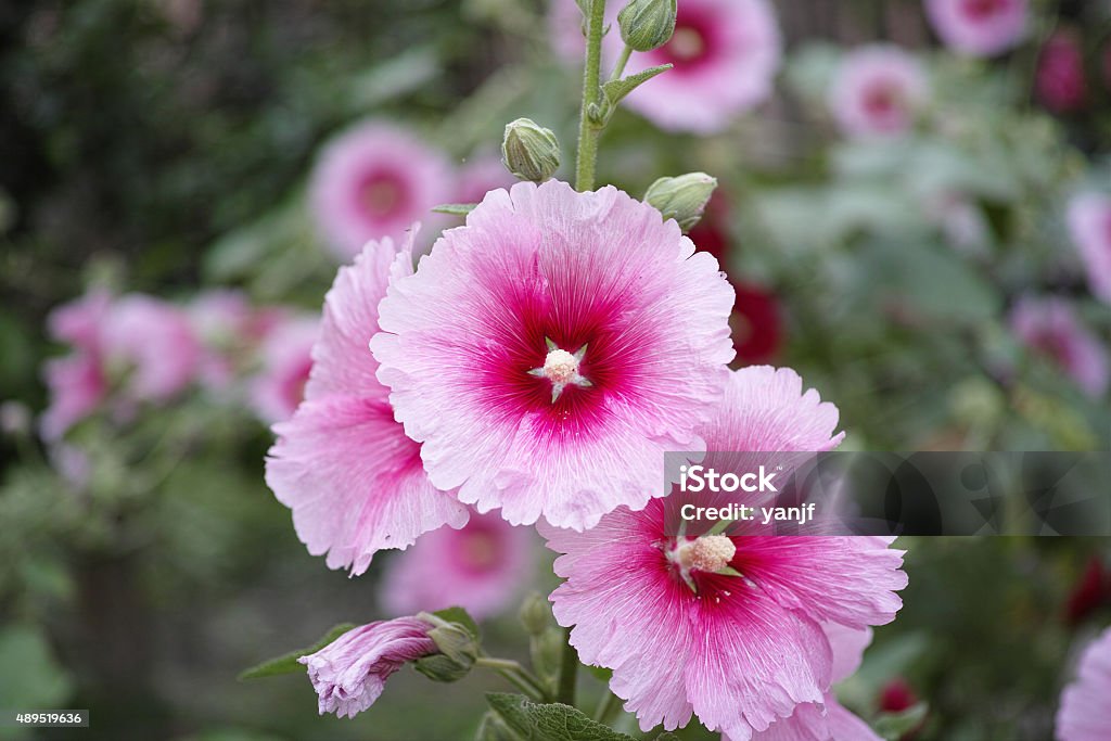 pink hollyhock, perennial flower on tall stalks pink hollyhock, perennial flower on tall stalks, Beautiful flowers hollyhocks always attracted the attention of artists. 2015 Stock Photo