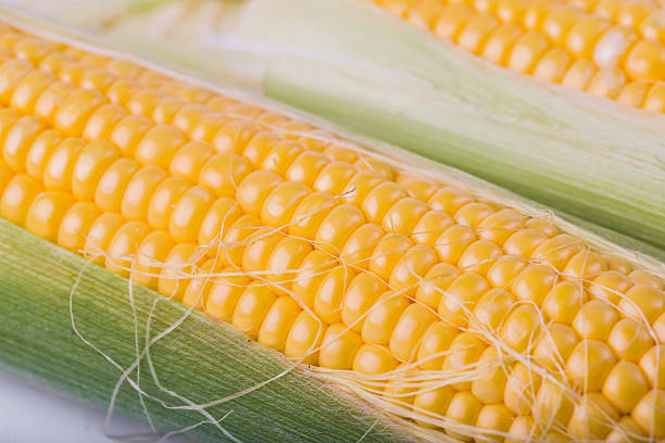 istock Two cob of corn  isolated on white background 489521990