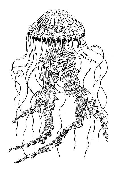 antyczne ilustracja przedstawiająca meduzy (chrysaora - scyphozoa stock illustrations