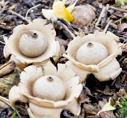 Geastrum triplex Jung. Kragen-Erdstern, Géastre à trois couches, Collard Earthstar. Fruit body 3–5cm across when unopened and bulb-shaped, opening to 5–10cm across, outer wall splitting into 4–8 pointed rays and covered in a thick, pinkish-brown, fleshy layer which cracks as the rays bend back under the fruit body leaving the spore sac sitting in a saucer-like base. Spore sac sessile, pale grey-brown with a paler ring round the slightly raised mouth. Spores dark brown, globose, warted, 3.5–4.5um in diameter. 