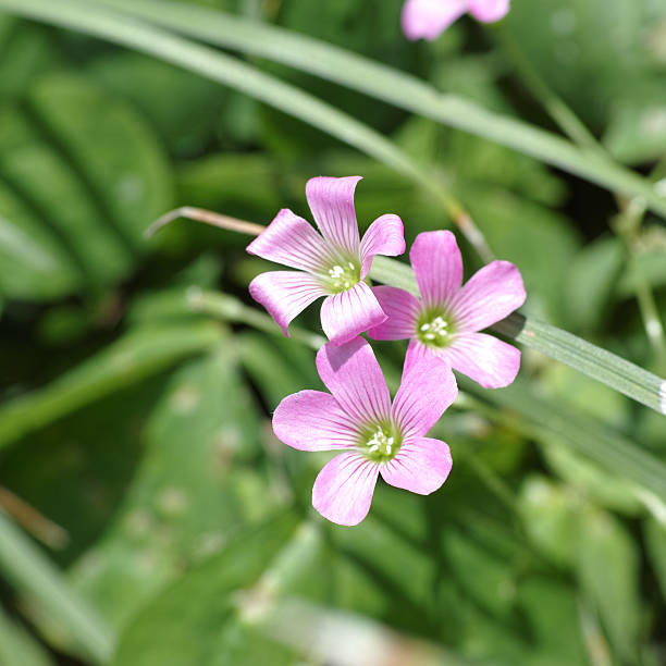 istock Macro of pink wild flowers 489523206