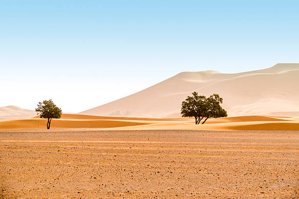 istock Sand dunes in Merzouga, Morocco 489524026