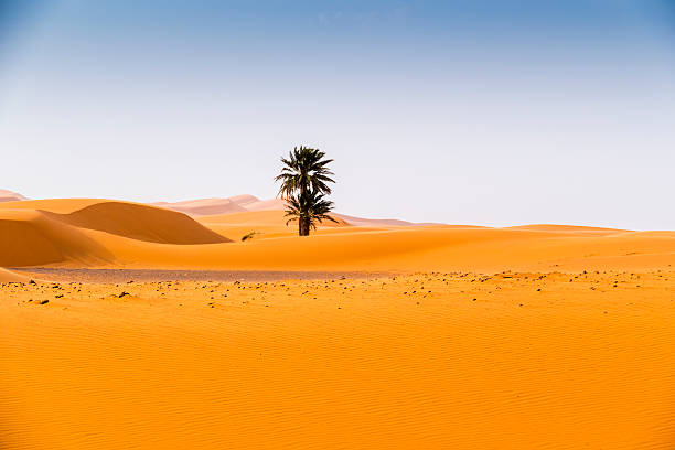 istock Sand dunes in Merzouga, Morocco 489524076