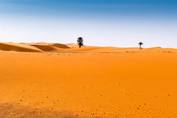 istock Sand dunes in Merzouga, Morocco 489524104