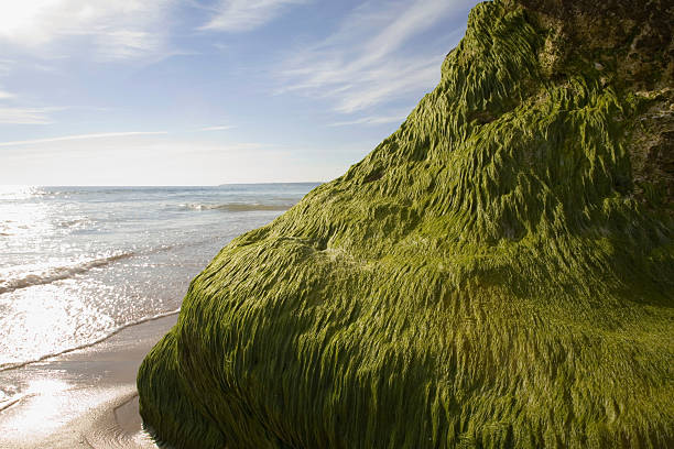 A vibrant photograph capturing the intricate details of a mossy cliff face with the soft hues of Port Noarlunga beach in the backdrop. The saturated colors come alive, representing the natural beauty of South Australia's coastline.