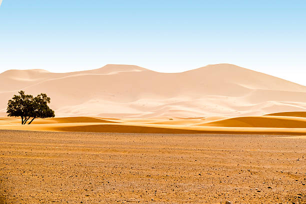 istock Sand dunes in Merzouga, Morocco 489524976