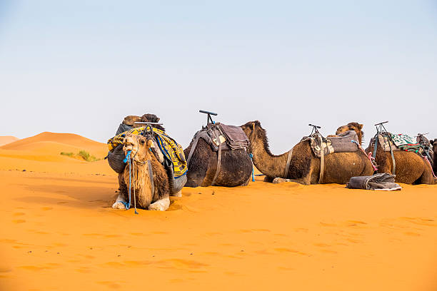 istock Camels caravan on sand dunes in Merzouga, Morocco 489525106