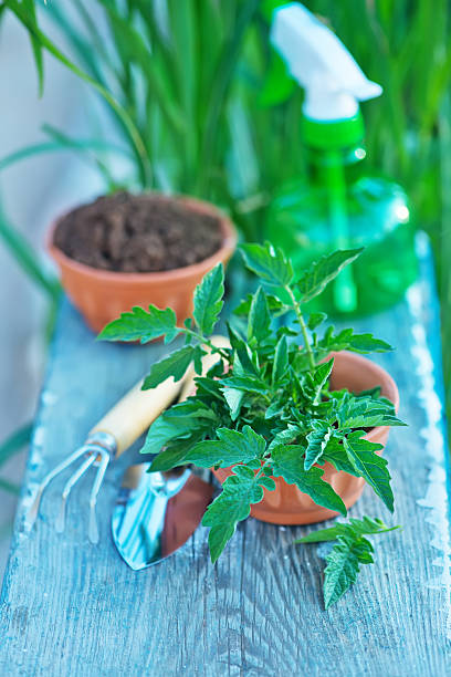 istock gardening utensil 489528884