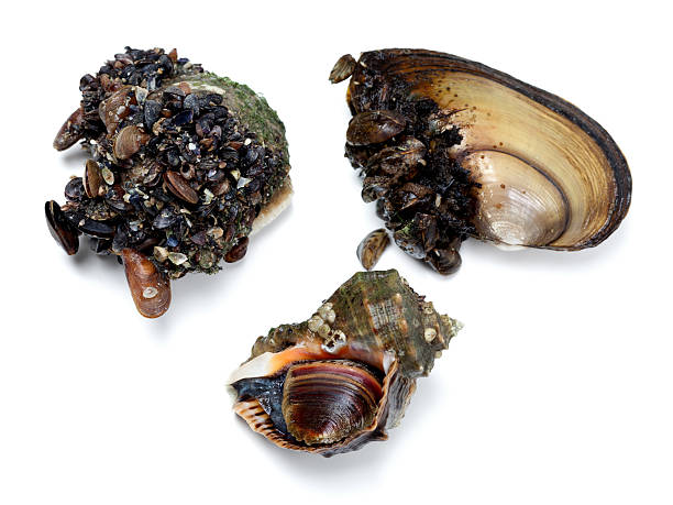 istock Veined rapa whelk and river mussels (anodonta) 489528894