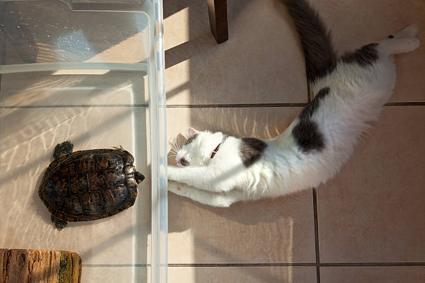 An overhead view of a red eared slider turtle inside of a tank and a 5 month old kitten looking at each other though the tank walls.