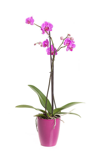 istock pink orchid in a pot isolated on white 489542759