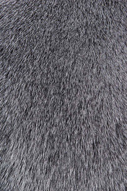 istock Texture of Smooth animal gray hair 489542989
