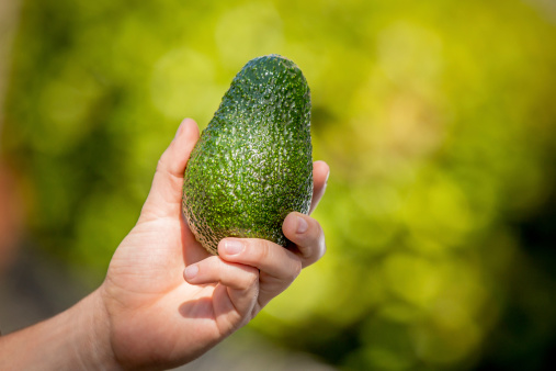 A man's hand picks a Hass Avocado from a tree.