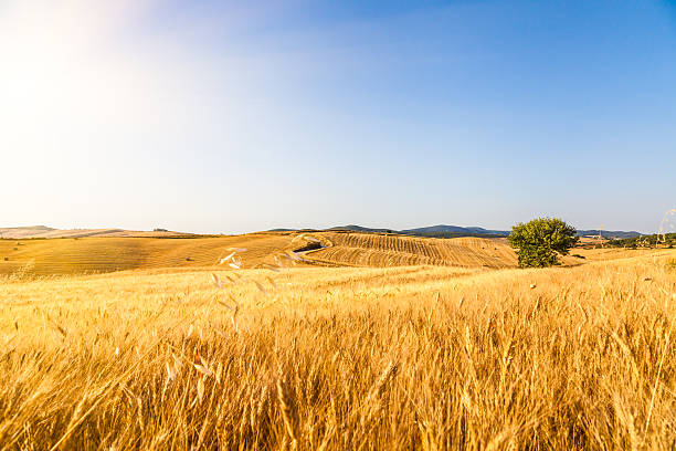 여름 태양 는 키스 a 위트 필드 - wheat cereal plant agriculture whole wheat 뉴스 사진 이미지