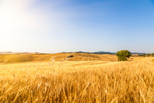 Corn field under intense summer sun. A road splits the field in two.  Big tree in the background.  Val d'orcia.  Summer in Tuscany - Italy