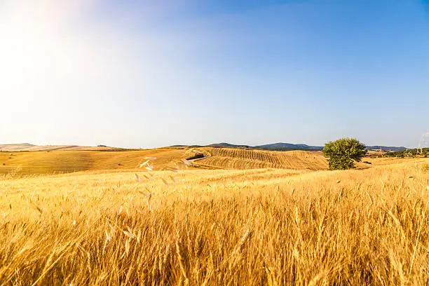 Photo of Summer sun is kissing a wheat field